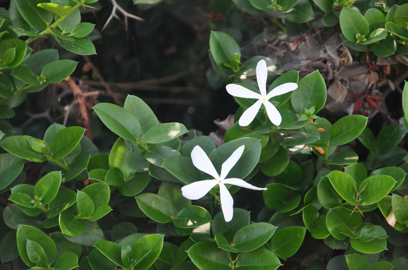 Close-up of white flowers against blurred background