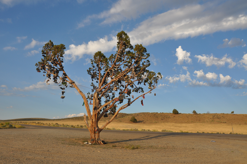 Tree decorated with hanging shoes