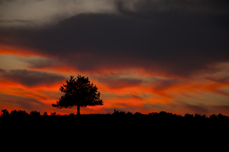 Tree silhouetted against a colorful sunset