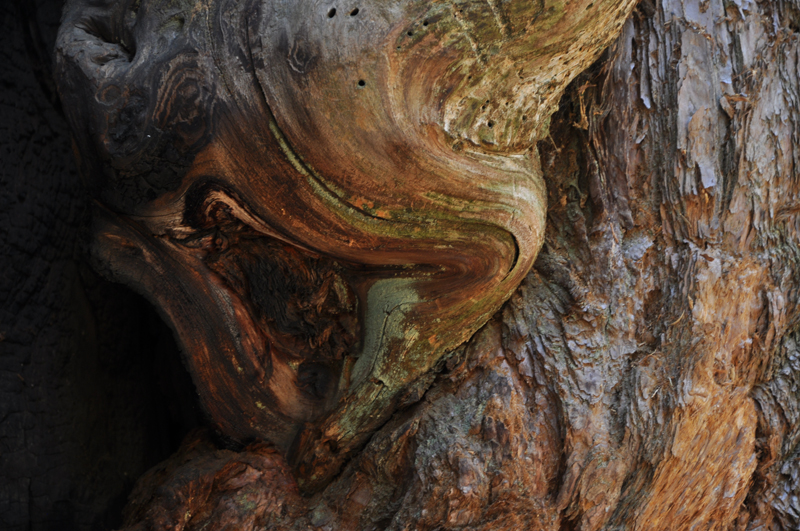 Gnarly twisted piece of wood in natural light